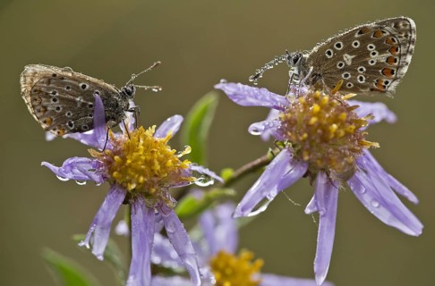 Common Blue