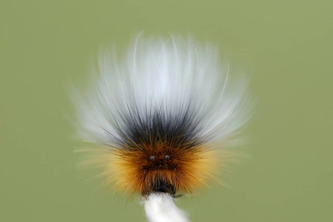 Garden Tiger Moth