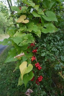 Ripe red fruit of black bryony