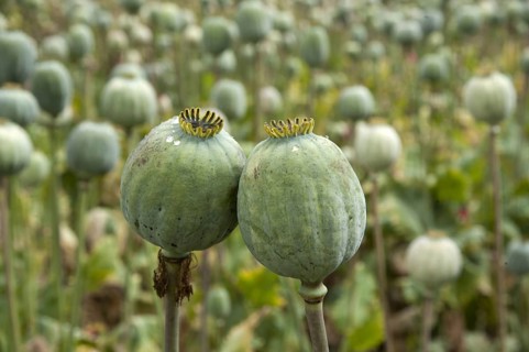 Opium poppy