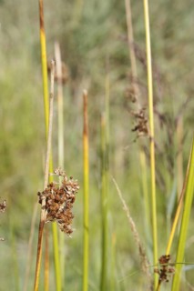 Reed Sedge