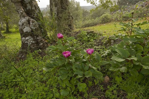 Flowering Western Peony