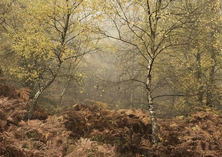 Silver Birch