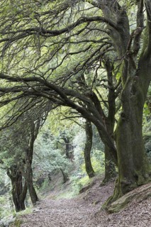 Holm oak