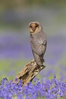 Common barn owl