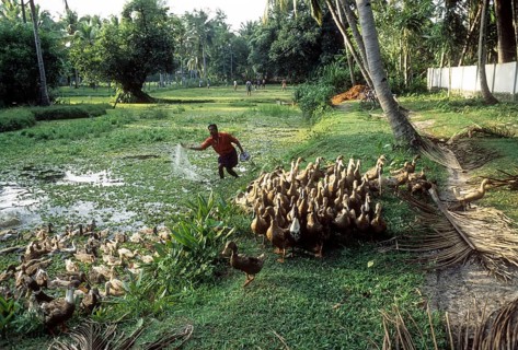 Man herding a flock of Ducks in Kuttanad of Kerala