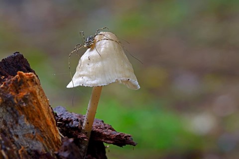 Harvestman