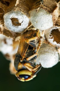 Hornet