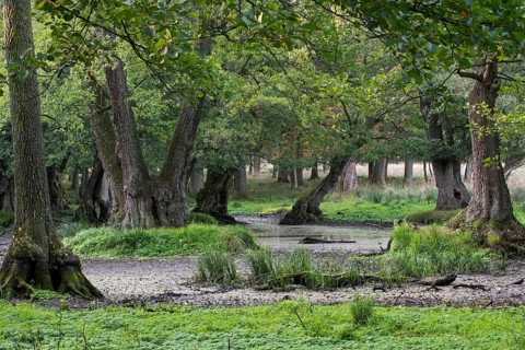 Muddy waterhole in the beech forest