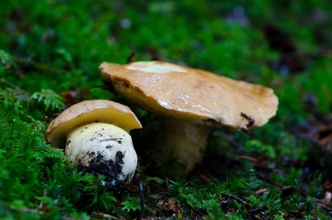 Appendage boletus