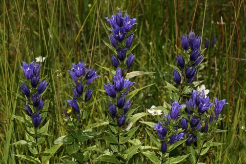 Willow gentian
