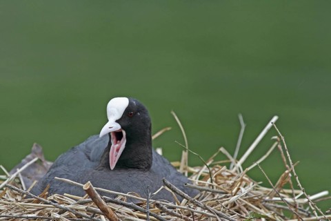Eurasian Coot