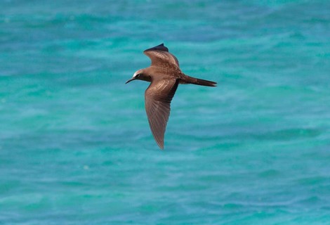 Brown brown noddy