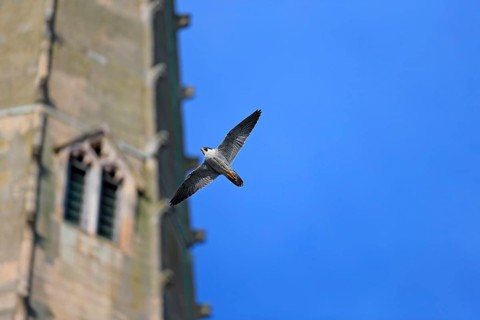 Peregrine Falcon