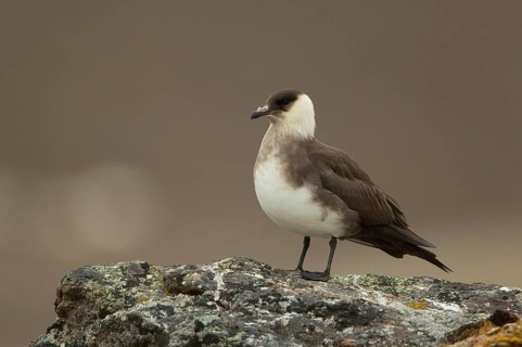 Arctic skuas