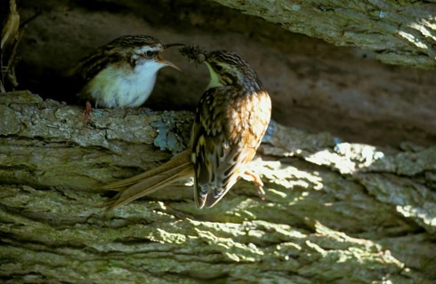 Eurasian treecreeper