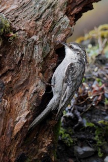 Himalayan Treecreeper