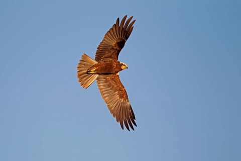 Western Marsh Harrier