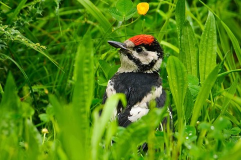 Great spotted woodpecker