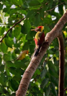 Red-winged Woodpecker