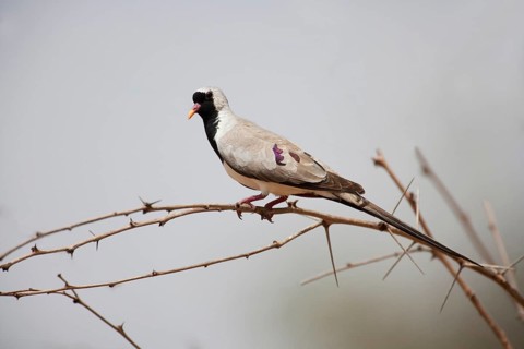 Namaqua dove