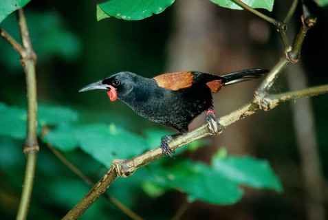 Saddleback