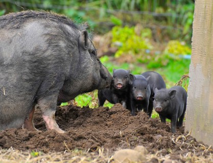 Domestic pig