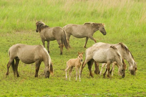 Konik domestic horse