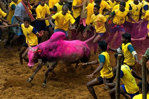 Domestic cattle