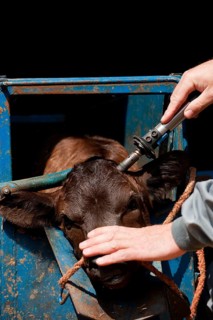 Cattle farming