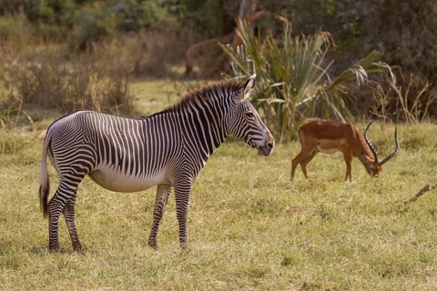 Grevy's grevy's zebra