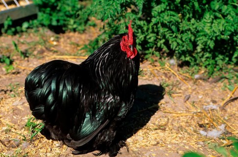 Domestic fowl
