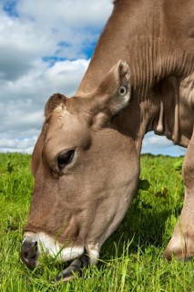 Domestic cattle