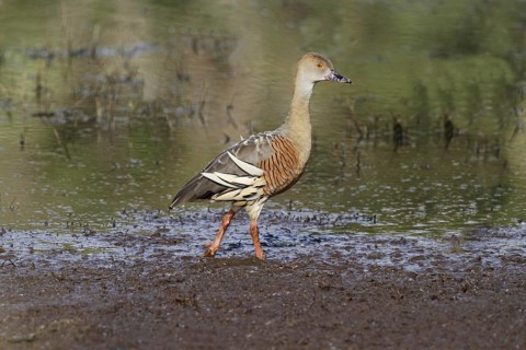 Plumed whistling duck