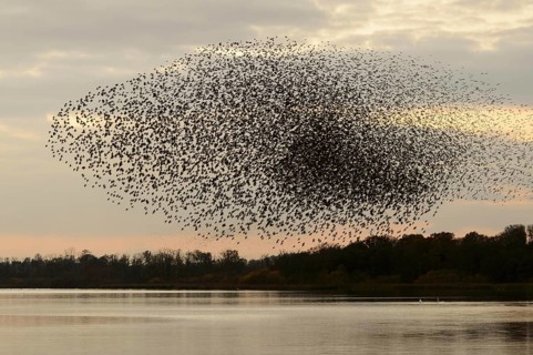 Common common starling