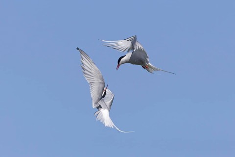 Arctic Tern