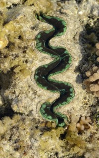 Boring Clam