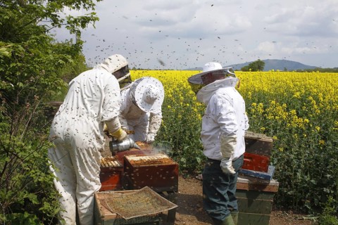 Professional beekeeping