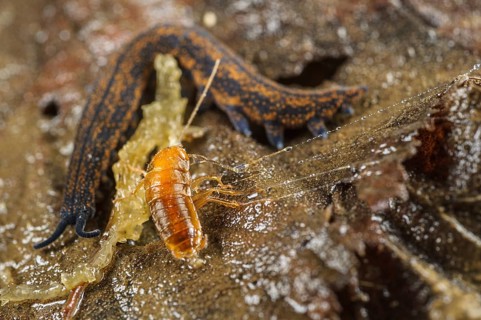 Adult New Zealand velvet worm