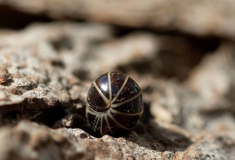 Common Pill Millipede