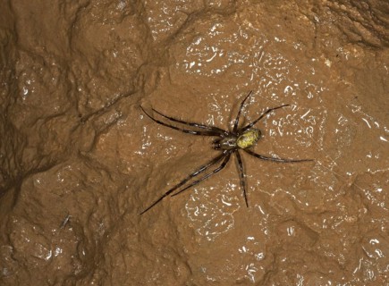 European Cave Spider