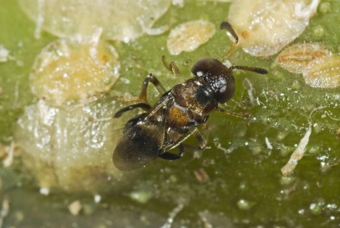 Parasitoid wasp