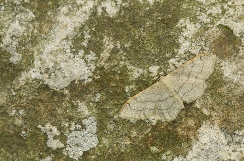 Riband Wave