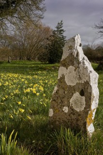 Wild Daffodil