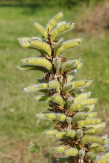 Cultivated Lupin