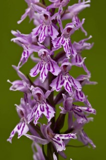Common Spotted Orchid