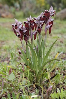 Heart-flowered Tongue Orchid