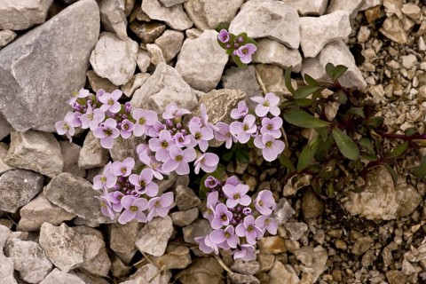 Round-leaved Penny-cress
