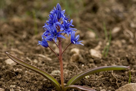 Alpine squill