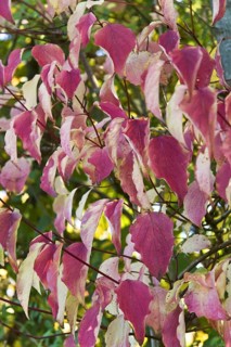 Common dogwood
